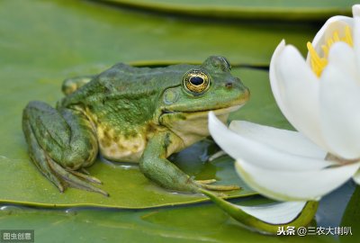 ​保护青蛙的四种方法（蛙类疾病及敌害的防止措施）