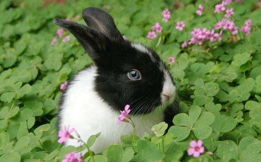 荷兰兔的喂食要点-荷兰兔怎么喂养?