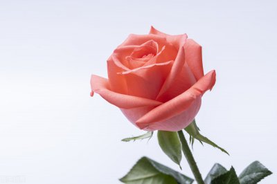 ​白色情人节是什么时候（咦？居然还有白色情人节，为何没多少人过？）