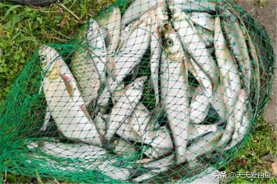 ​野钓翘嘴鱼，最好用的2种钓法，一整天都不停口