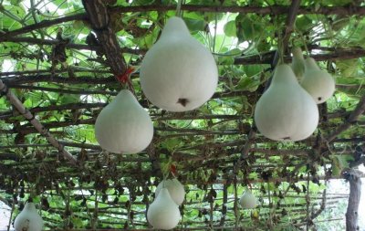 ​瓢葫芦，也叫宝葫芦