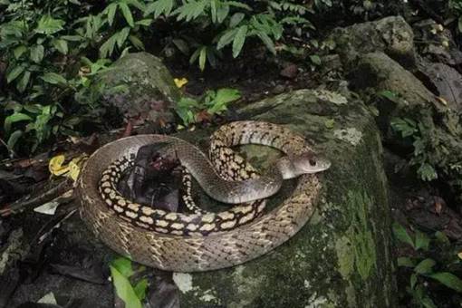 苗疆十大禁蛊是哪十个?