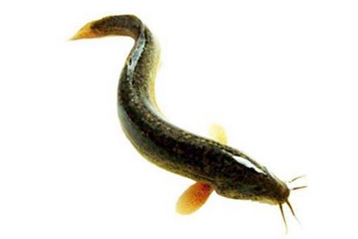 苗疆十大禁蛊是哪十个?