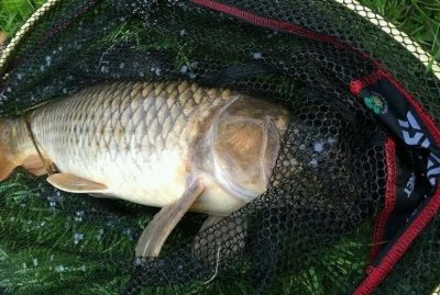 ​钓鲤鱼常用，也比较好用的三种鱼钩