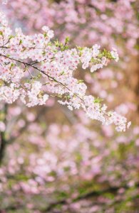 ​课内文学常识 高考课内文化常识