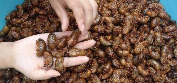 夏季捕捉知了猴有诀窍，掌握这三个诀窍，你也能一晚上捕捉几百个