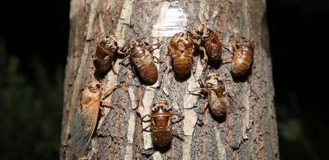 夏季捕捉知了猴有诀窍，掌握这三个诀窍，你也能一晚上捕捉几百个