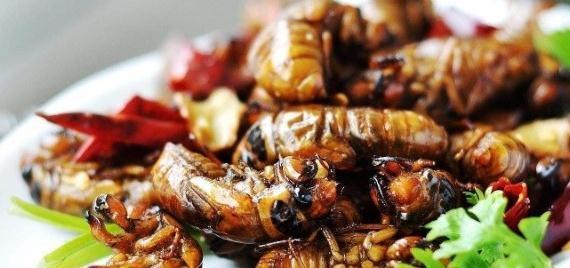 夏季捕捉知了猴有诀窍，掌握这三个诀窍，你也能一晚上捕捉几百个