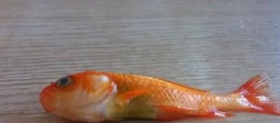 ​金鱼跳出鱼缸预兆
