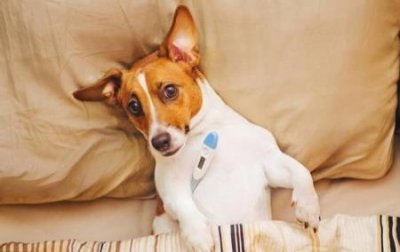 ​猫咪的品种和分布？猫的品种有几种