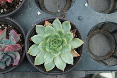 ​多肉怎么区分夏型种、冬型种、春秋型