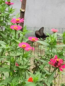 ​江畔独步寻花的诗意是什么意思？江畔独步寻花的诗意是什么20字