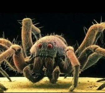 ​史前巨型魔鬼蜘蛛