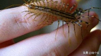 ​家里要是有这种虫子别打，专杀蜗牛与蟑螂