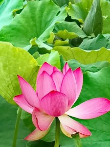 ​遂宁市圣莲岛