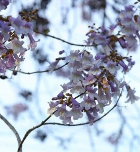 ​毛泡桐：你是那天边最美的云彩