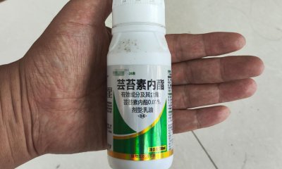 ​“芸苔素”一种植物生长调节剂，什么情况下用？间隔多久喷一次？