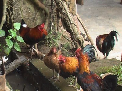 ​原鸡有几个品种？原鸡品种大全图集