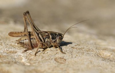 ​蛐蛐进家里叫预示什么？蛐蛐进家里了怎么处理？蛐蛐进屋处理办法