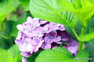 ​民间仙草 八仙花