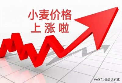 ​小麦，越涨越高，彻底“拉不住”了！2025年2月26日小麦价格行情