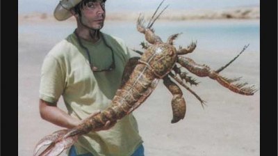 ​已灭绝的超巨大海蝎物种——在澳大利亚被发现