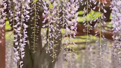 ​周末好去处 嘉定紫藤花已至最佳观赏期