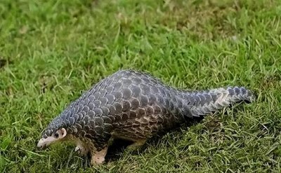 ​地球上唯一有鳞片的哺乳动物威胁到灭绝，穿山甲真的可以穿山吗？