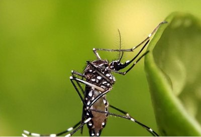 ​“全民公敌”花蚊子，最开始到底是从哪来的？我们该如何消灭它们