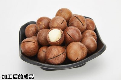 ​你知道吗？澳洲坚果是这样子的