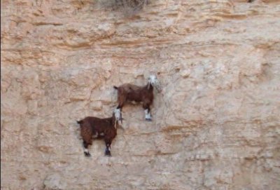 ​落基山羊也玩极限挑战：悬空走悬崖峭壁如履平地