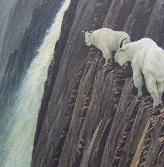 落基山羊也玩极限挑战：悬空走悬崖峭壁如履平地