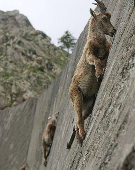 落基山羊也玩极限挑战：悬空走悬崖峭壁如履平地