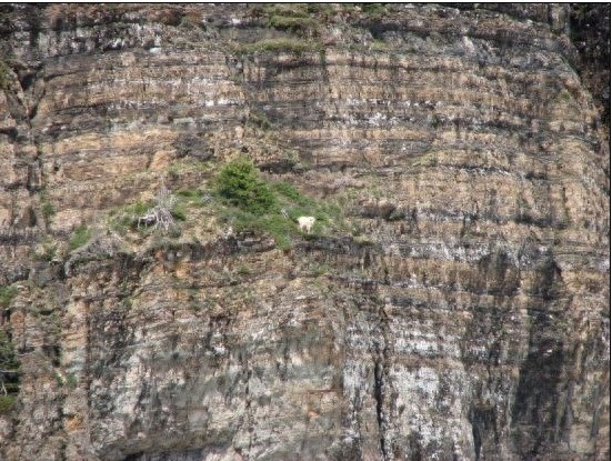 落基山羊也玩极限挑战：悬空走悬崖峭壁如履平地