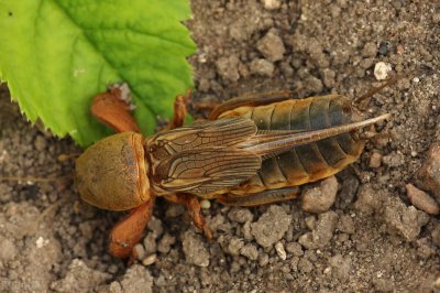 ​蝼蛄——农作物为害严重的害虫之一，附害虫高清图谱和防治方法