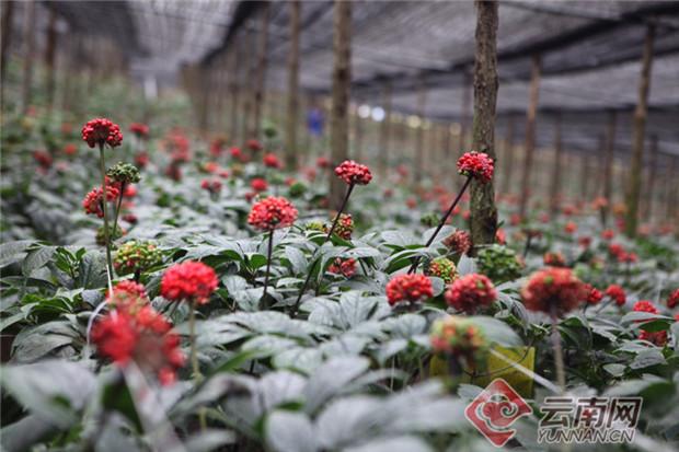 云南文山三七的特点和优势（细数南国神草三七在文山的五大发展成果）(1)