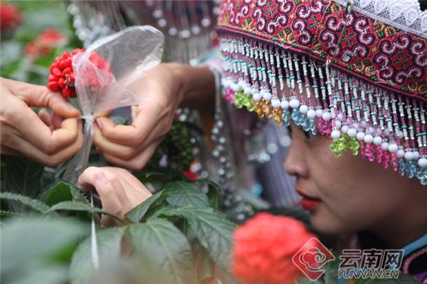 云南文山三七的特点和优势（细数南国神草三七在文山的五大发展成果）(4)