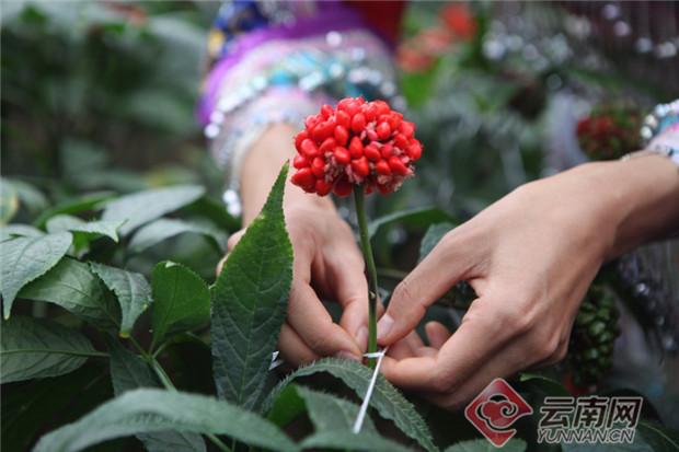 云南文山三七的特点和优势（细数南国神草三七在文山的五大发展成果）(3)