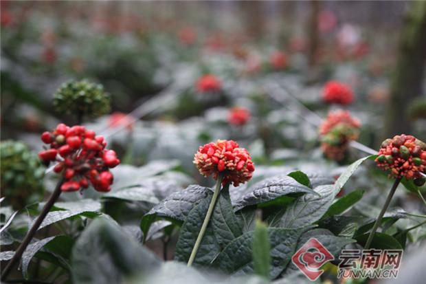 云南文山三七的特点和优势（细数南国神草三七在文山的五大发展成果）(2)