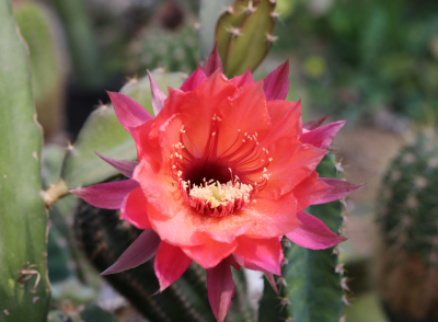 ​羊粪肥可以直接放花盆表面吗（羊粪肥给花施肥的正确方法）