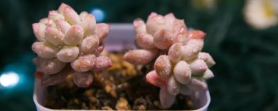 ​多肉彩虹糖的养殖方法和注意事项