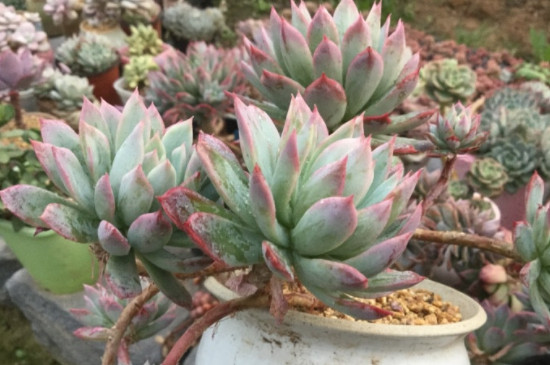 多肉彩虹糖的养殖方法和注意事项(图4)