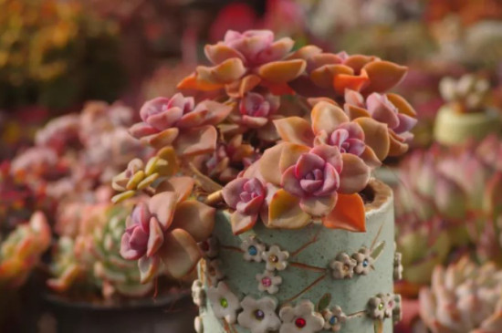 多肉彩虹糖的养殖方法和注意事项(图2)