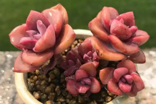 多肉彩虹糖的养殖方法和注意事项(图3)