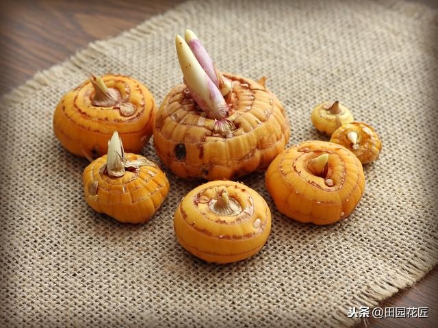 剑兰怎么养才能开花（栽种方法和养护技巧）(5)