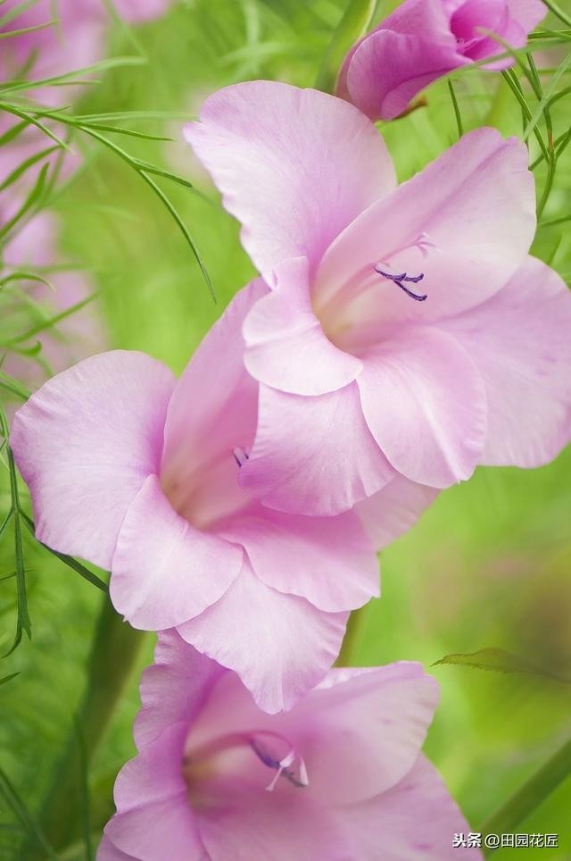 剑兰怎么养才能开花（栽种方法和养护技巧）(3)