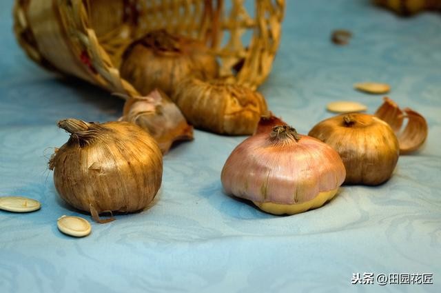 剑兰怎么养才能开花（栽种方法和养护技巧）(4)