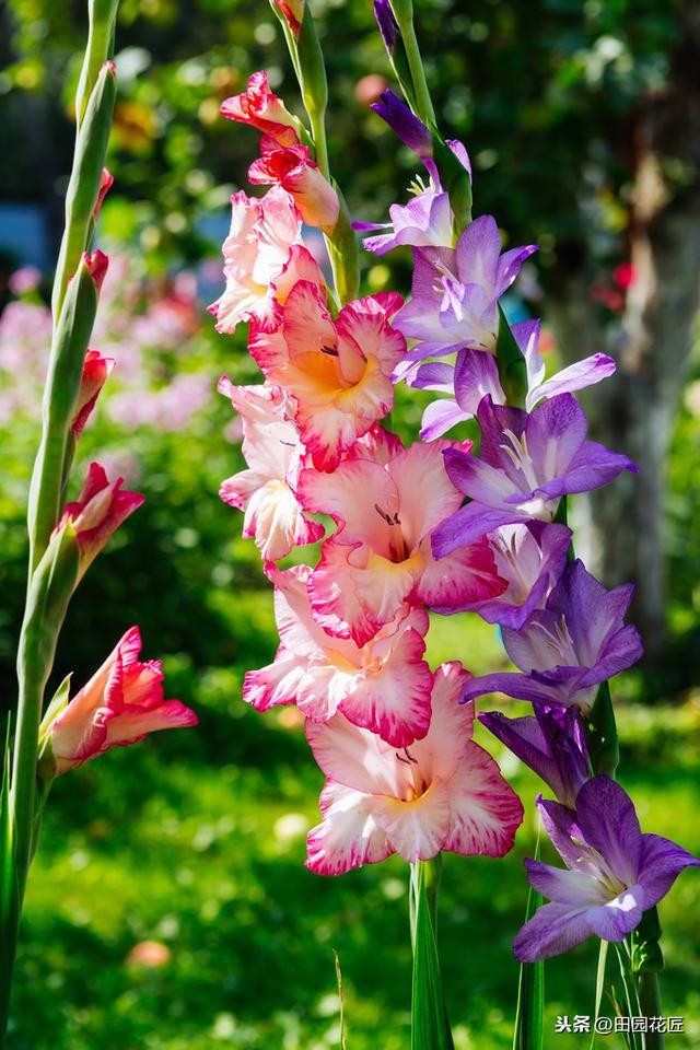 剑兰怎么养才能开花（栽种方法和养护技巧）(10)