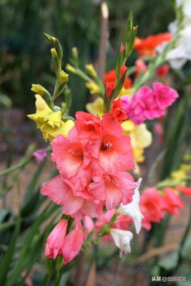 剑兰怎么养才能开花（栽种方法和养护技巧）(6)