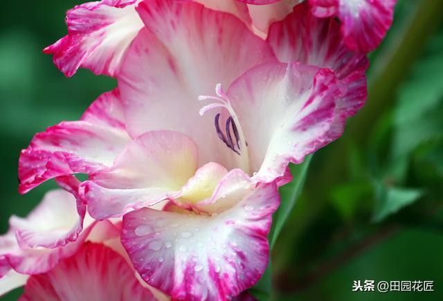 剑兰怎么养才能开花（栽种方法和养护技巧）(9)